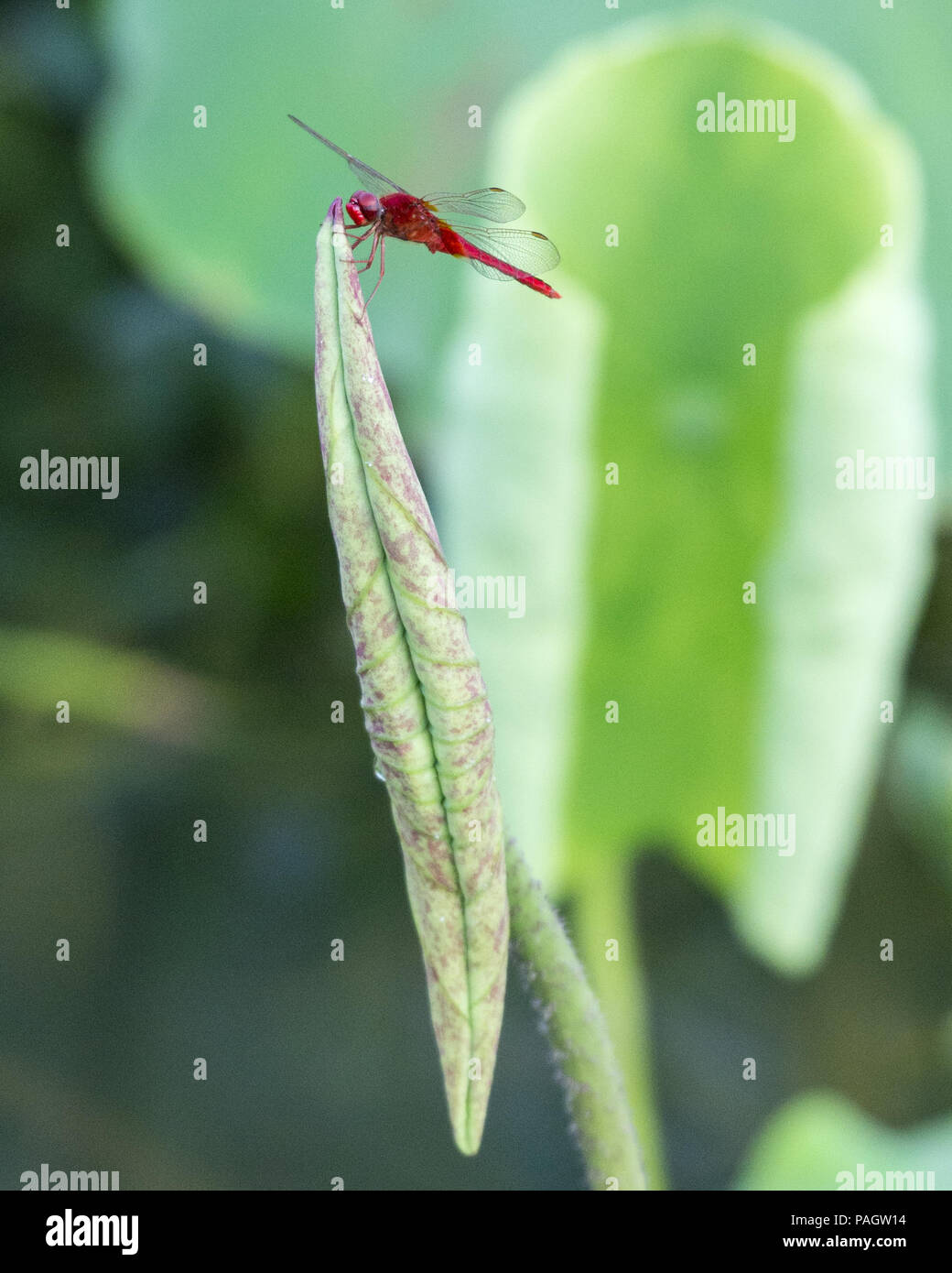 Cina. 23 Luglio, 2018. Una libellula sorge su un fiore di loto in una piscina. Credito: SIPA Asia/ZUMA filo/Alamy Live News Foto Stock