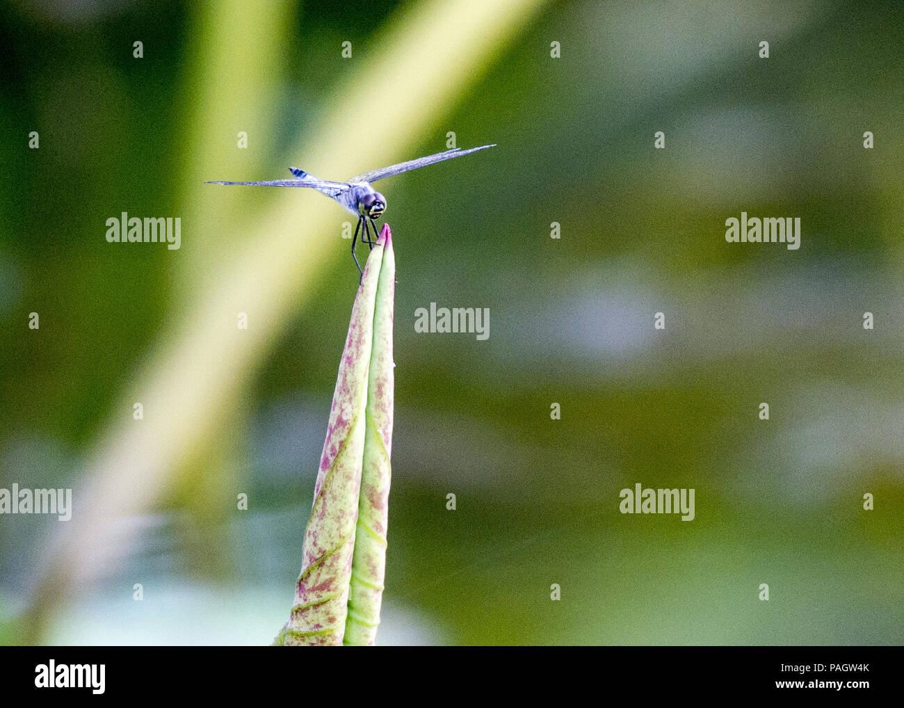 Cina. 23 Luglio, 2018. Una libellula sorge su un fiore di loto in una piscina. Credito: SIPA Asia/ZUMA filo/Alamy Live News Foto Stock