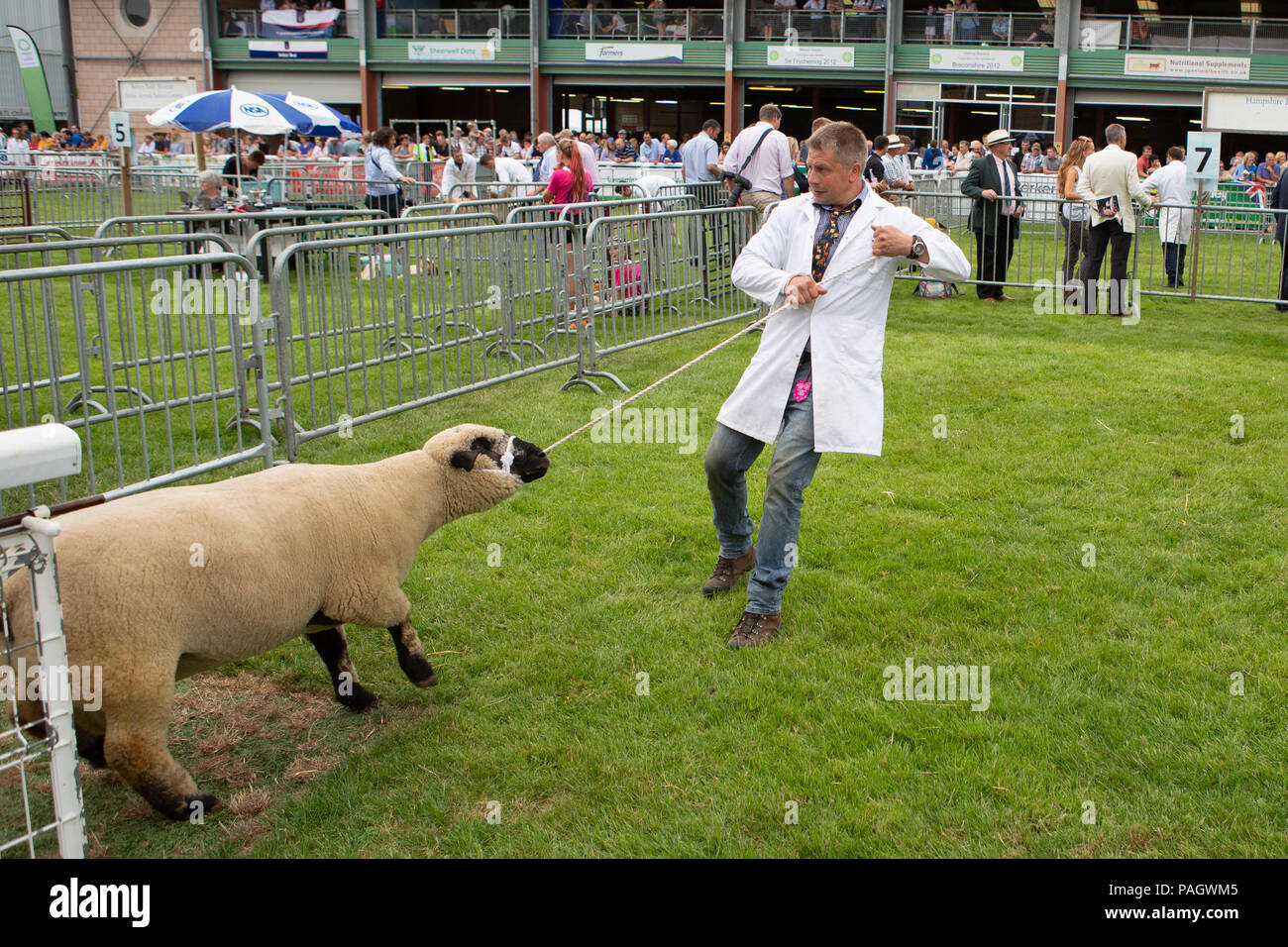 Un uomo lotte con il suo premiato Hampshire Down pecore presso il Royal Welsh Show. Foto Stock