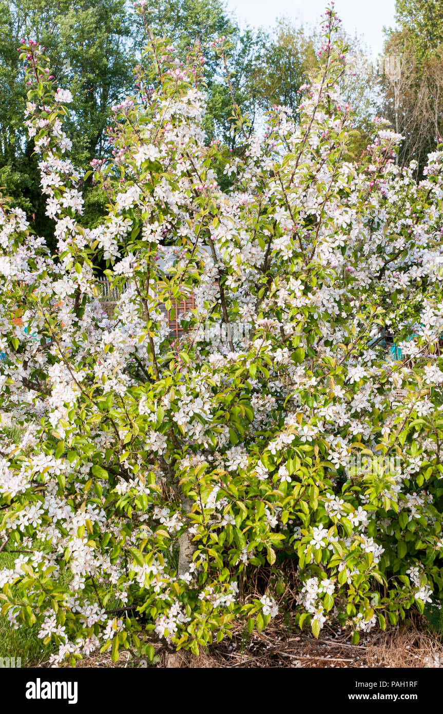 Apple Blossom e boccioli di fiori recisi su alberi di mele in primavera. Foto Stock