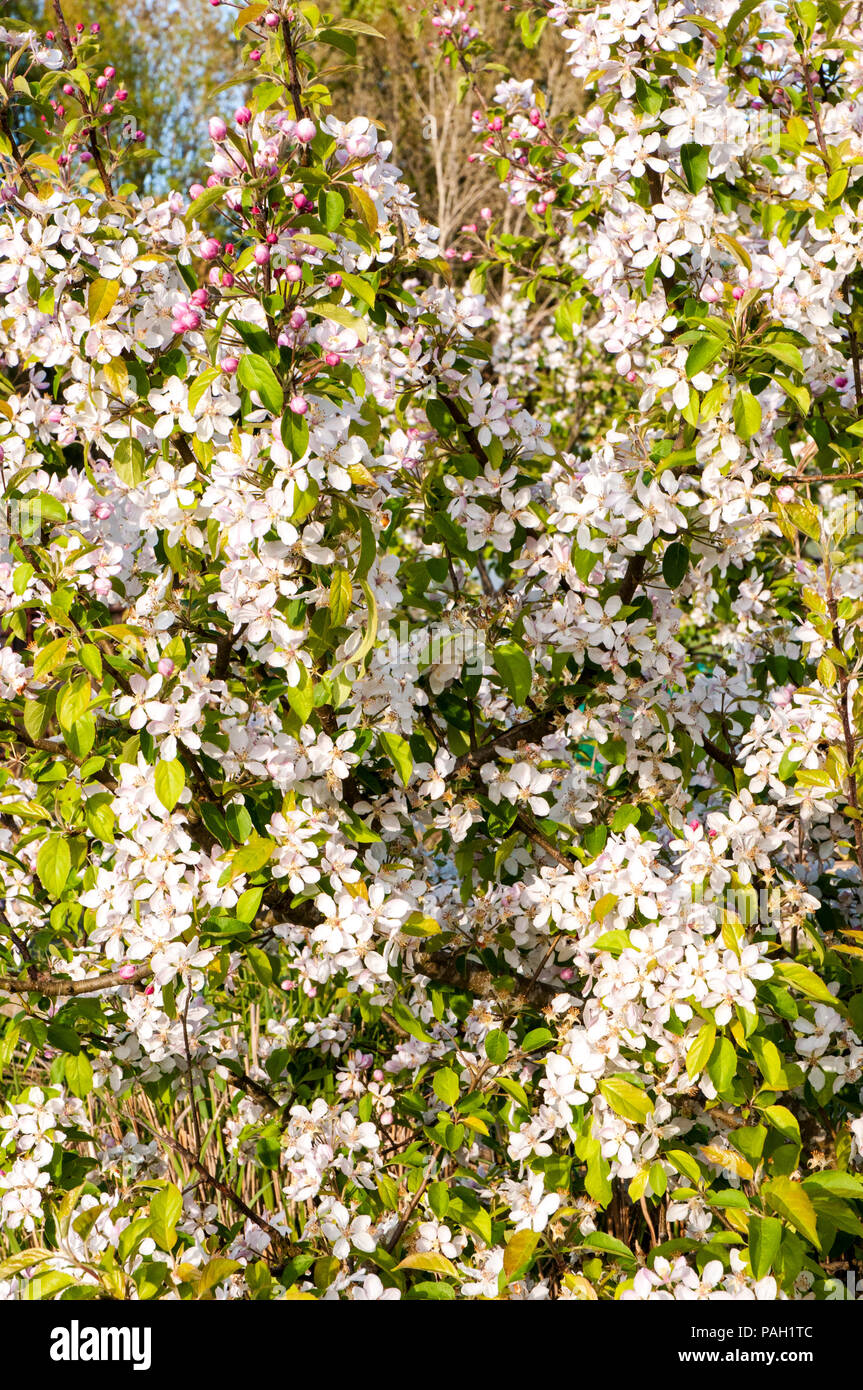 Apple Blossom e boccioli di fiori recisi su alberi di mele in primavera. Foto Stock