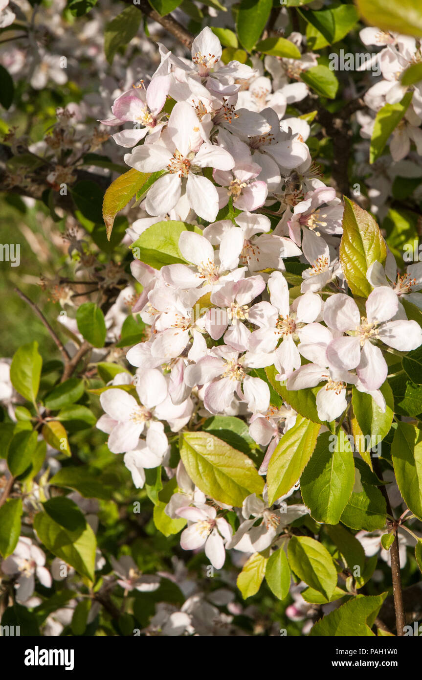 Apple Blossom e boccioli di fiori recisi su alberi di mele in primavera. Foto Stock