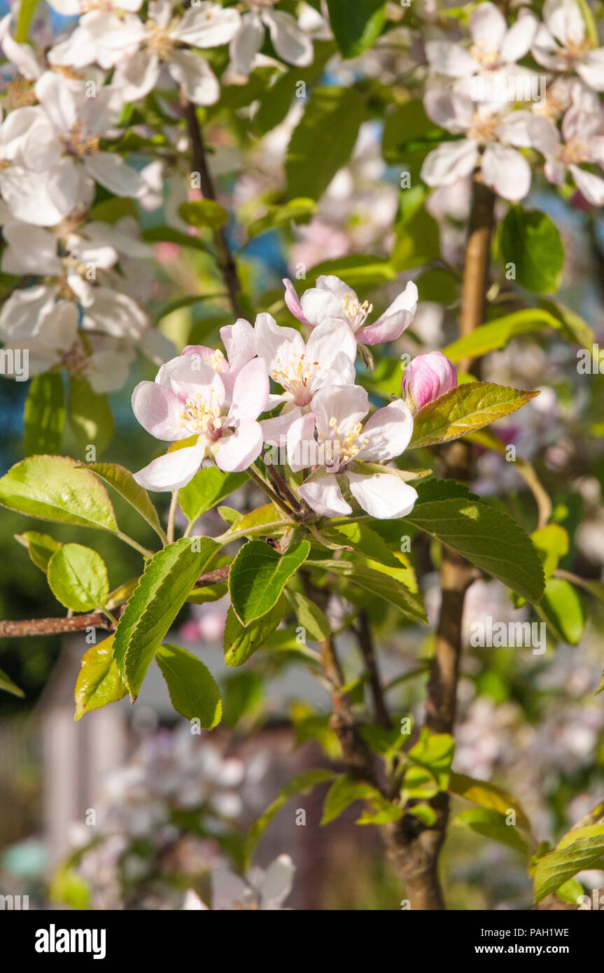 Apple Blossom e boccioli di fiori recisi su alberi di mele in primavera. Foto Stock