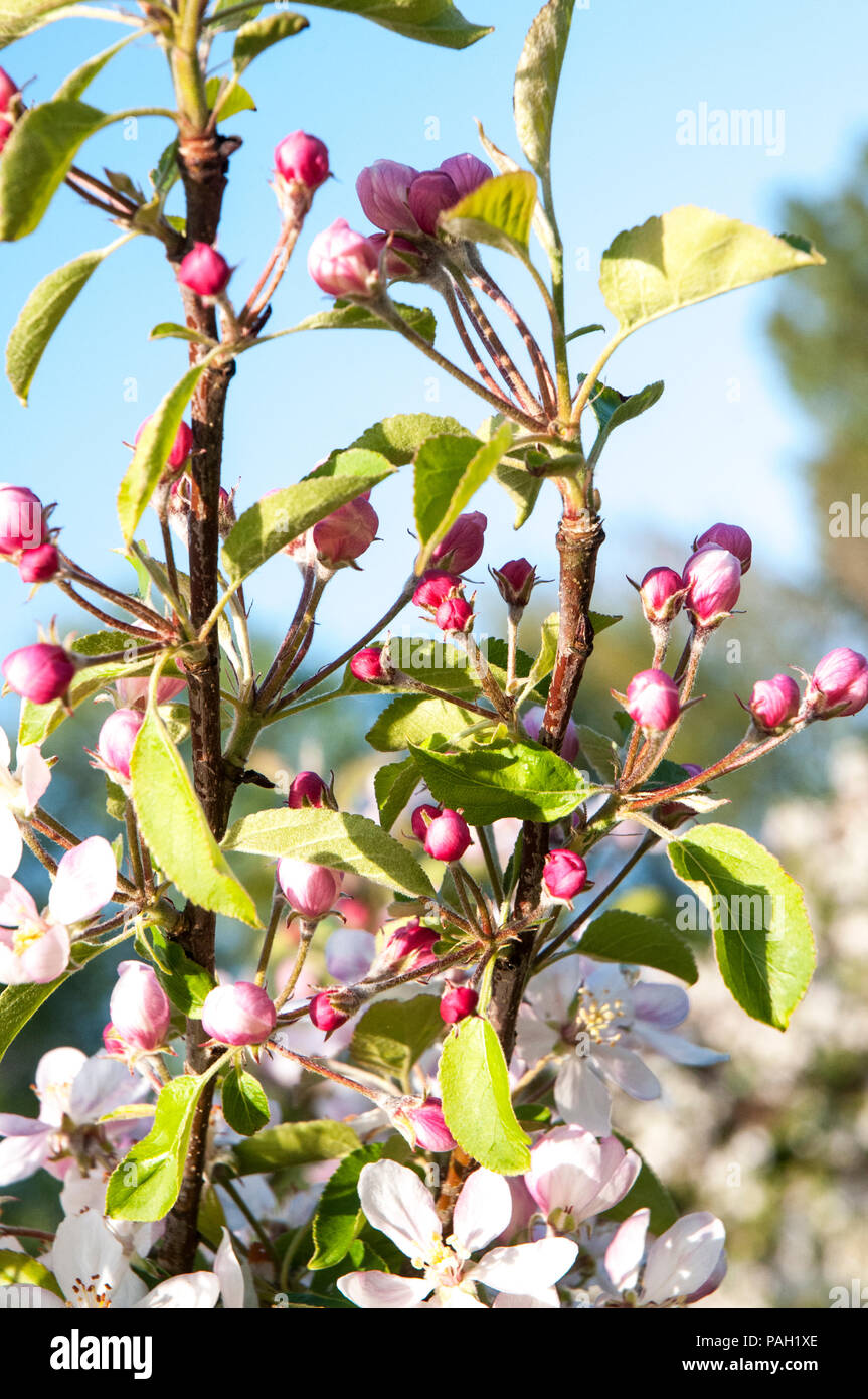 Apple Blossom e boccioli di fiori recisi su alberi di mele in primavera. Foto Stock