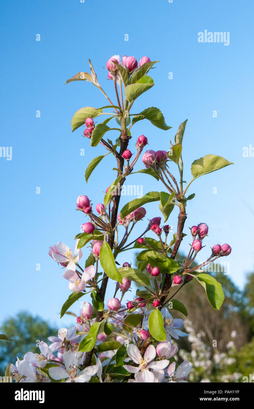 Apple Blossom e boccioli di fiori recisi su alberi di mele in primavera. Foto Stock