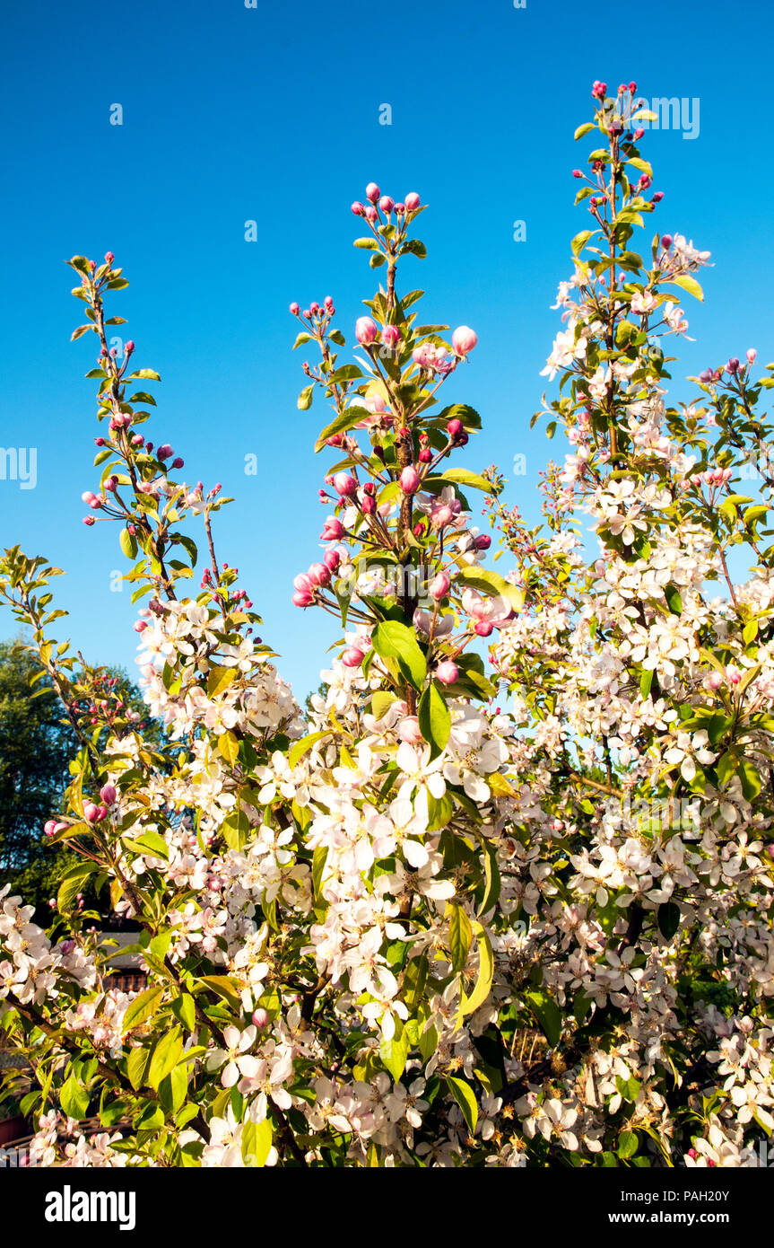 Apple Blossom e boccioli di fiori recisi su alberi di mele in primavera. Foto Stock