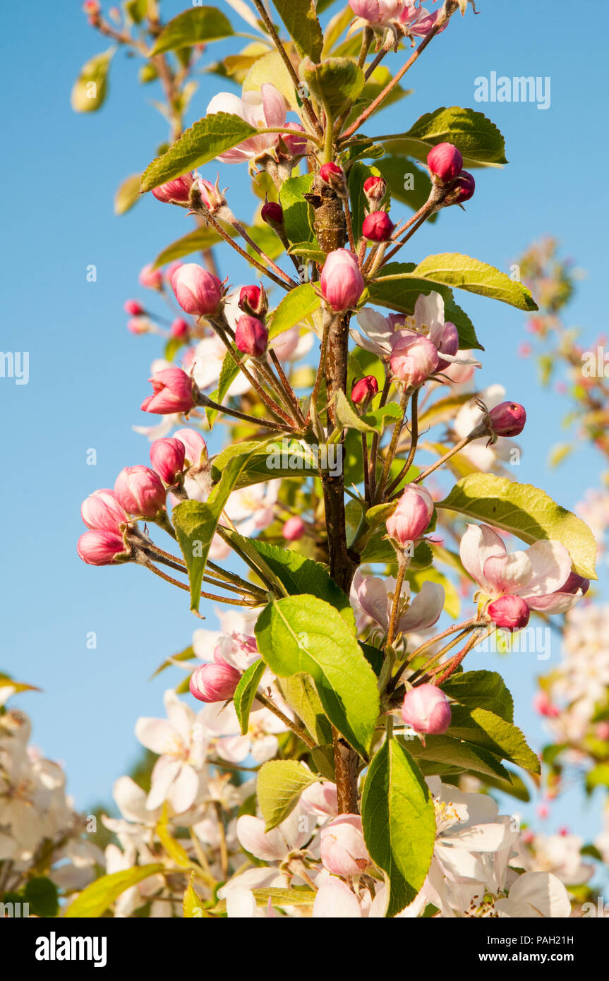 Apple Blossom e boccioli di fiori recisi su alberi di mele in primavera. Foto Stock