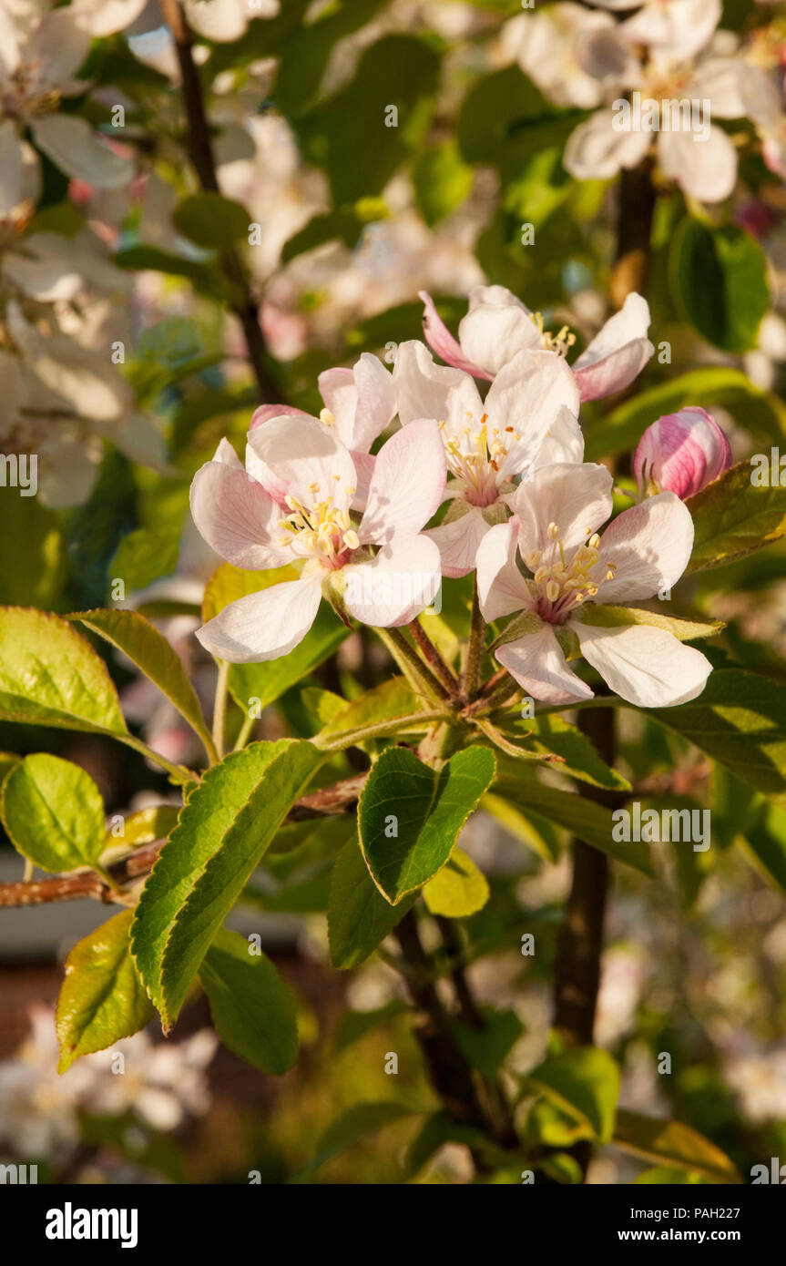 Apple Blossom e boccioli di fiori recisi su alberi di mele in primavera. Foto Stock