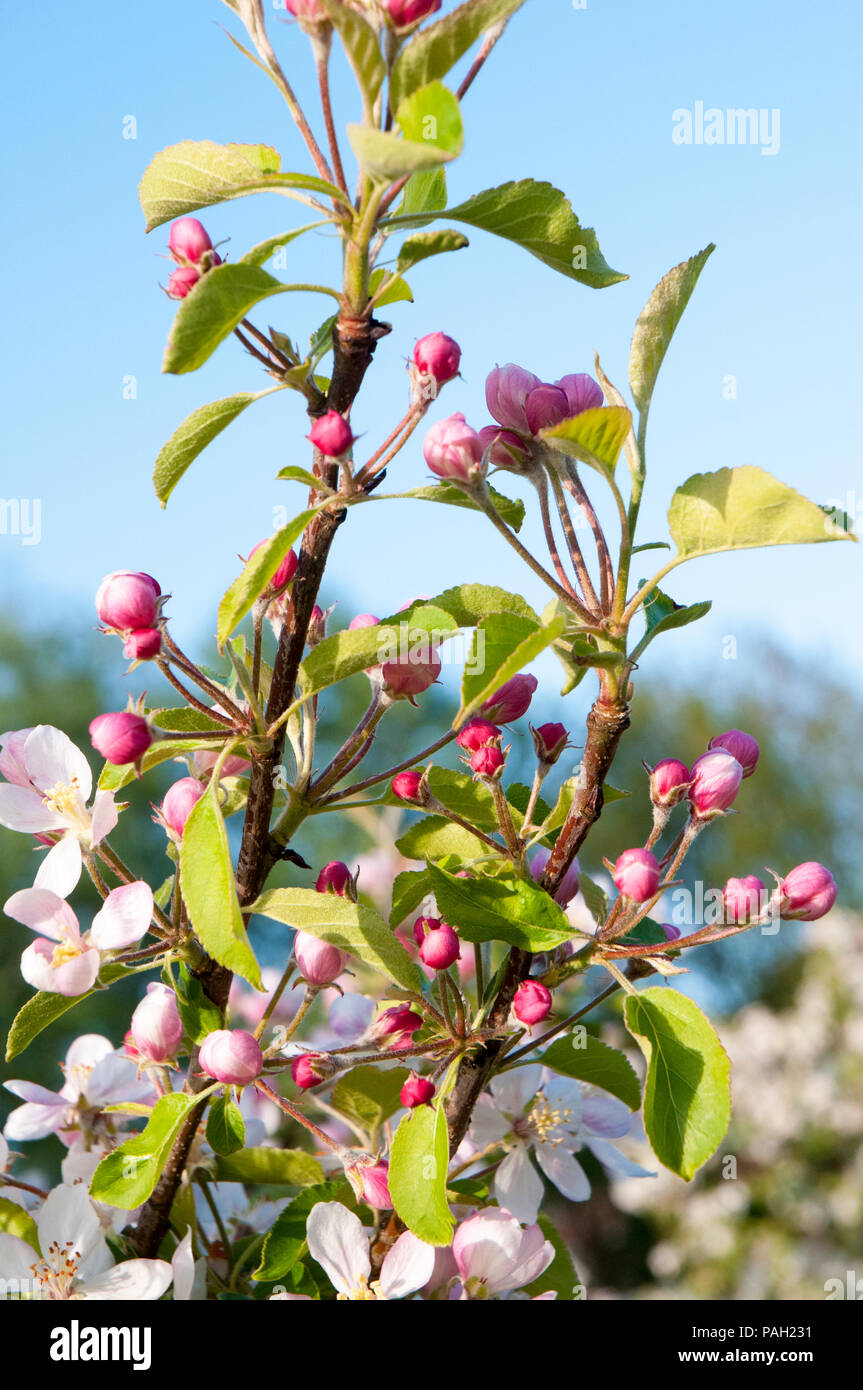 Apple Blossom e boccioli di fiori recisi su alberi di mele in primavera. Foto Stock