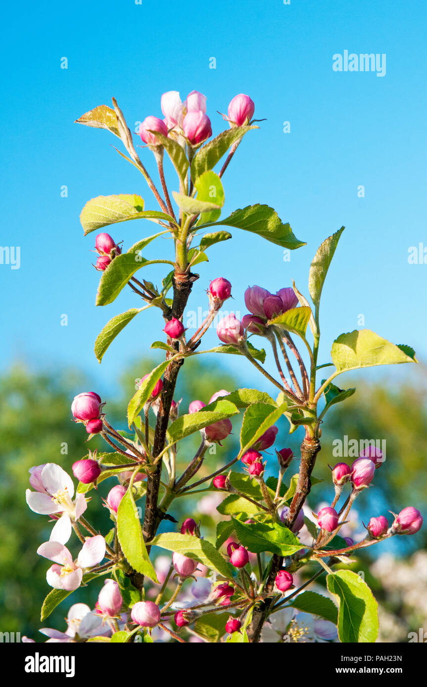 Apple Blossom e boccioli di fiori recisi su alberi di mele in primavera. Foto Stock
