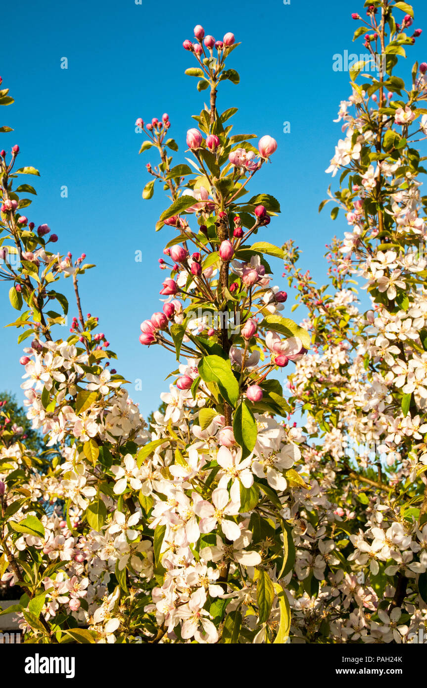 Apple Blossom e boccioli di fiori recisi su alberi di mele in primavera. Foto Stock