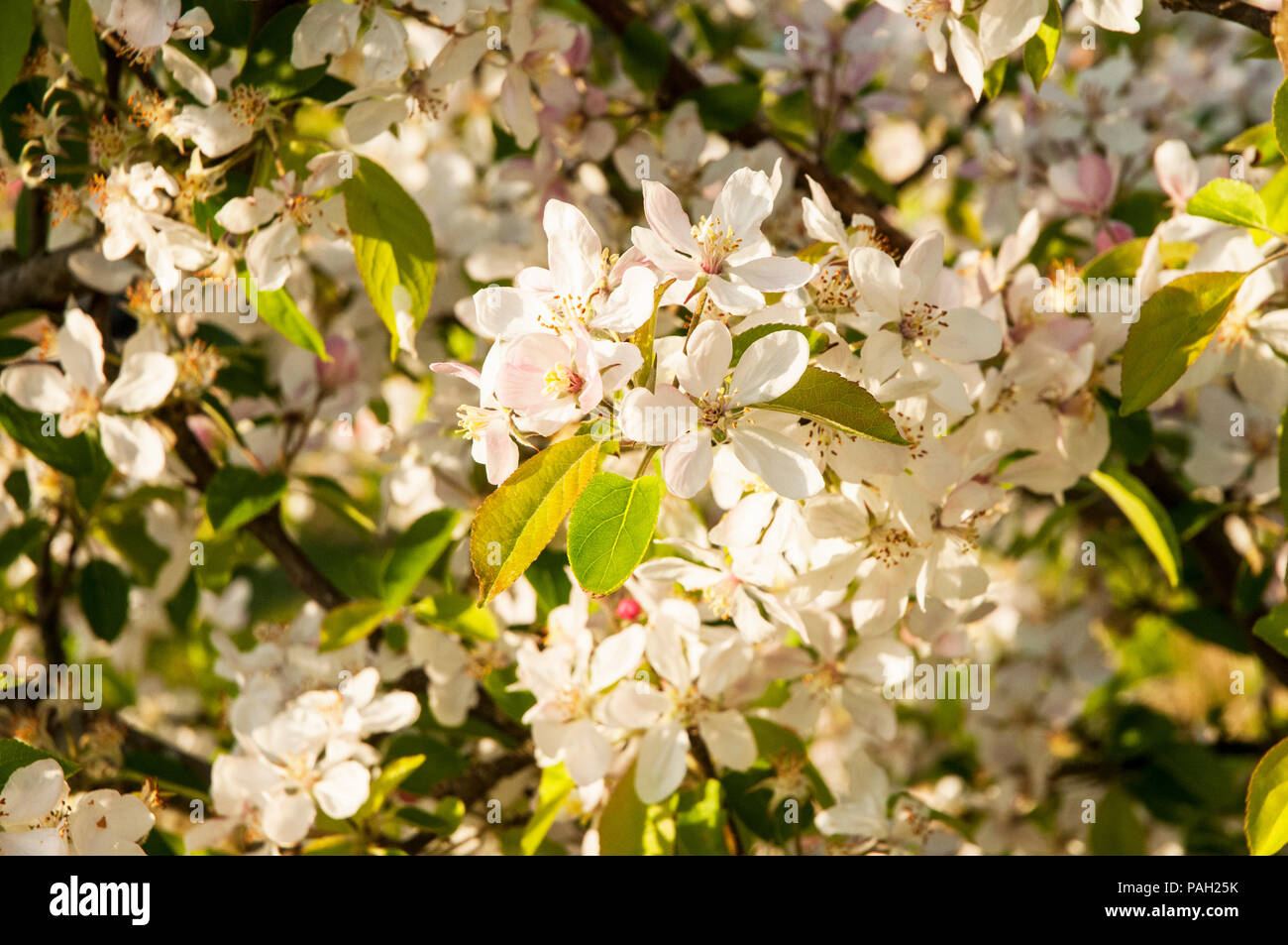 Apple Blossom e boccioli di fiori recisi su alberi di mele in primavera. Foto Stock