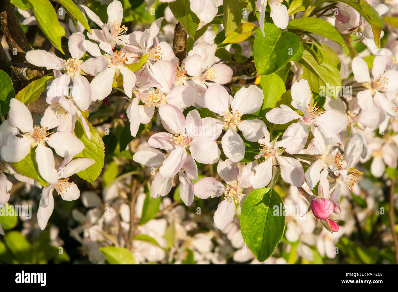 Apple Blossom e boccioli di fiori recisi su alberi di mele in primavera. Foto Stock