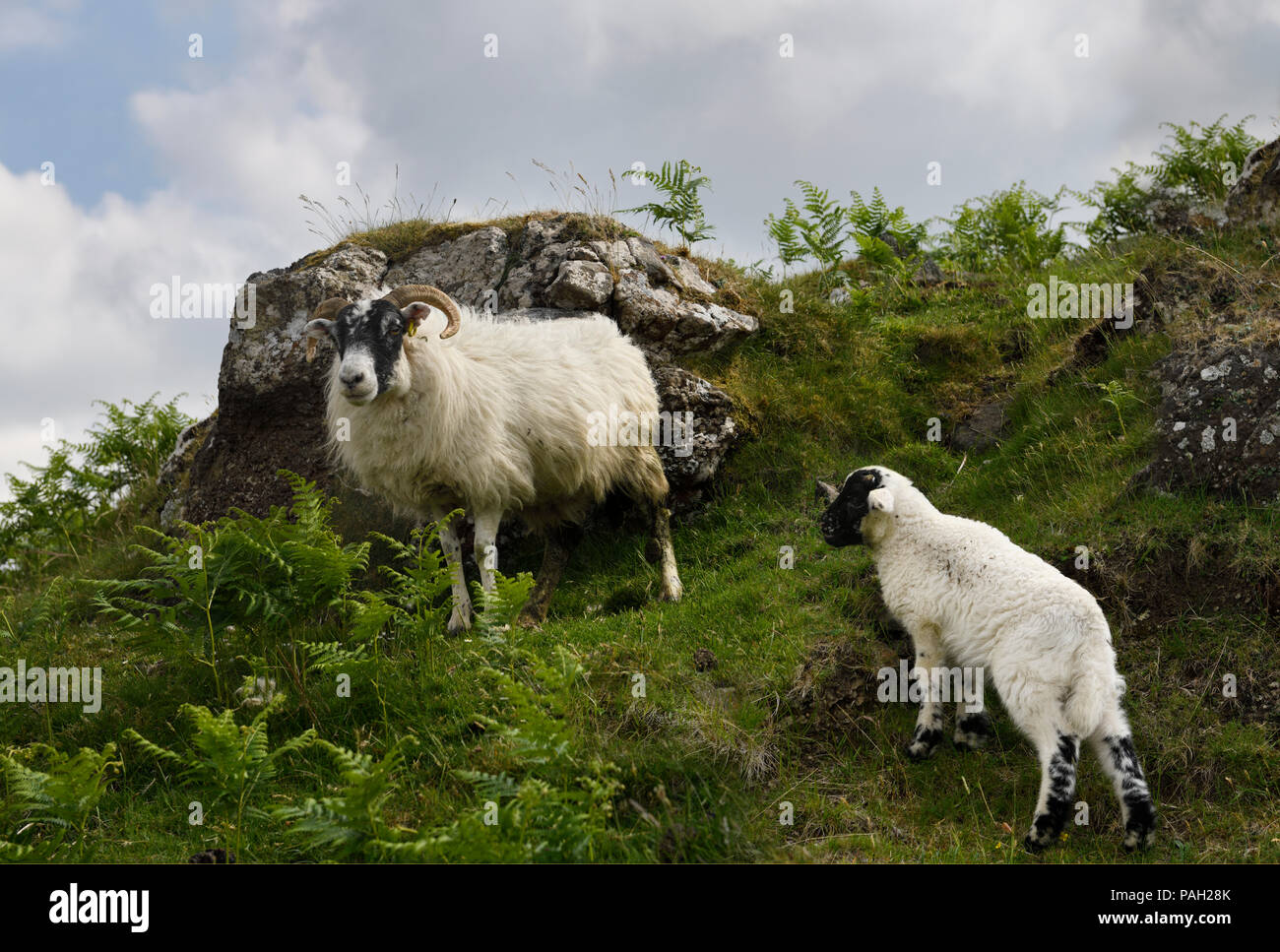 Scottish Blackface pecore agnello e madre con bracken su una collina a Lach Na Keal sull isola di Mull Scotland Regno Unito Foto Stock