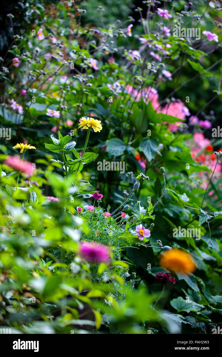 Giardino in estate in piena fioritura Foto Stock