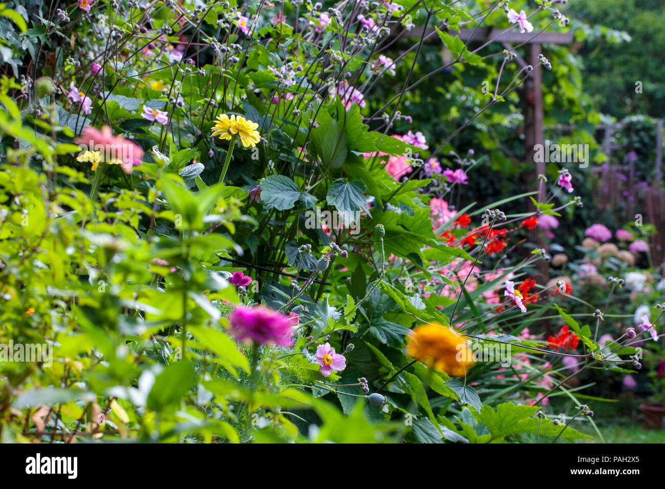 Giardino in estate in piena fioritura Foto Stock