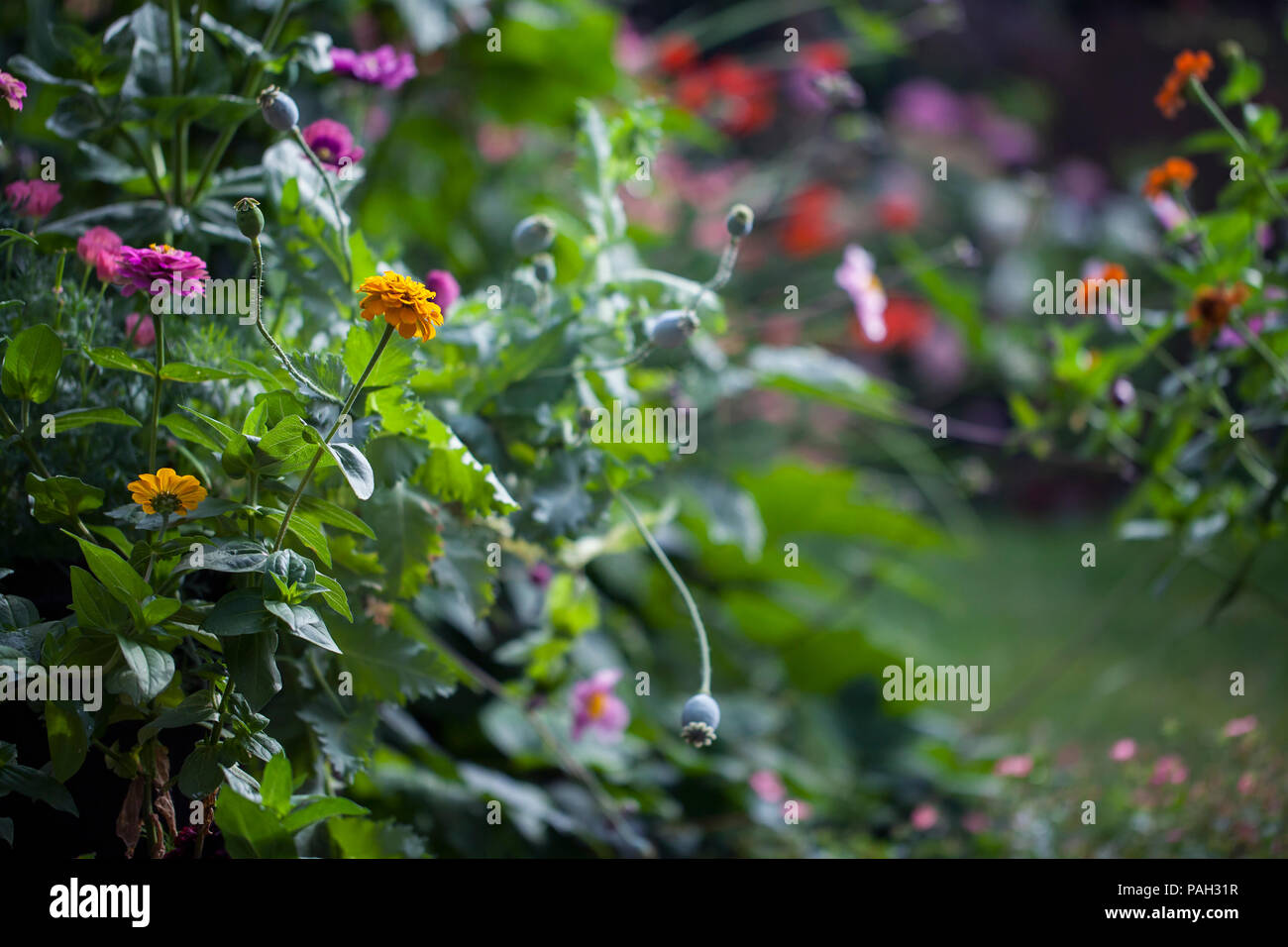 Giardino in estate in piena fioritura Foto Stock