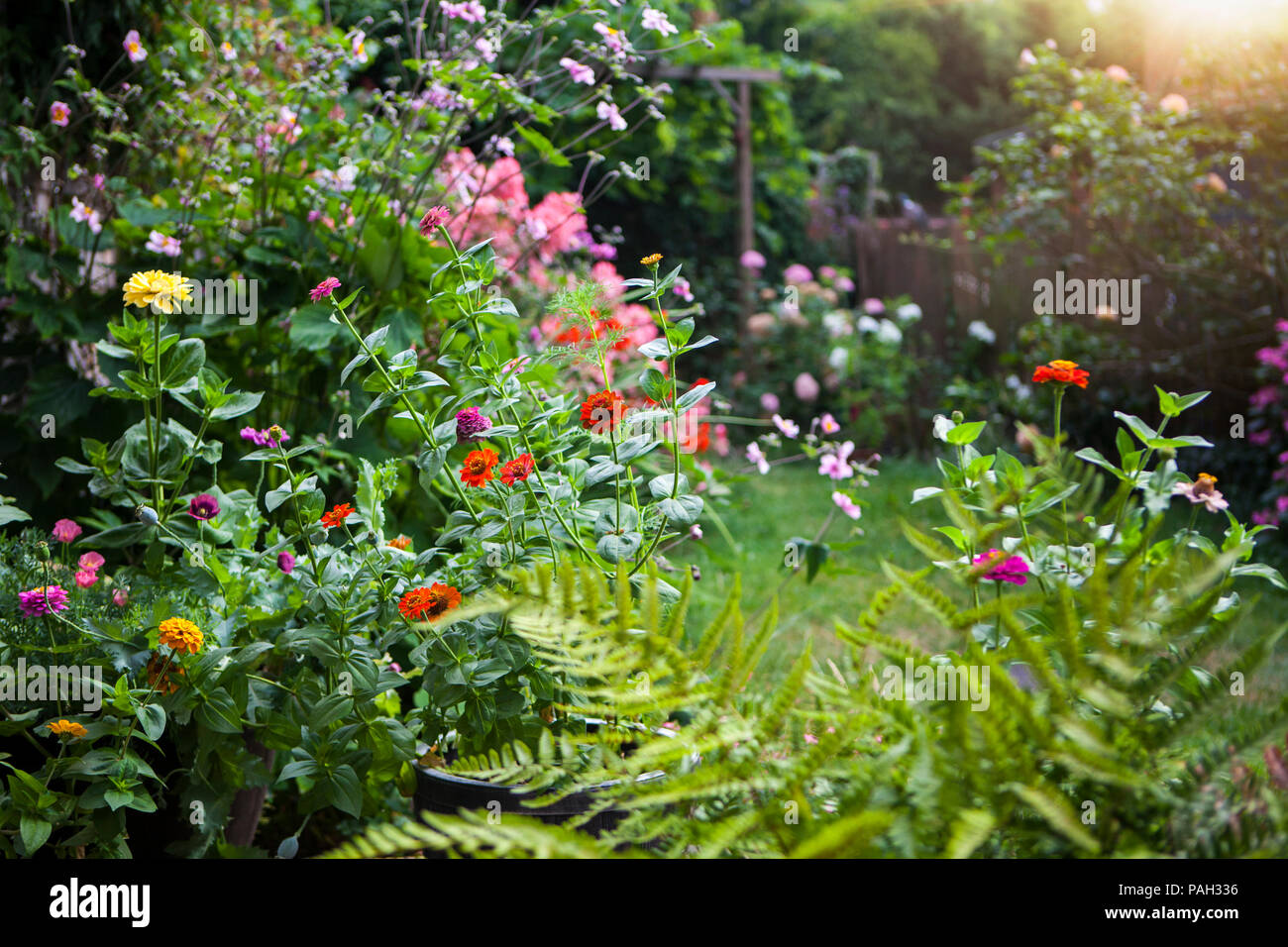 Giardino in estate in piena fioritura Foto Stock
