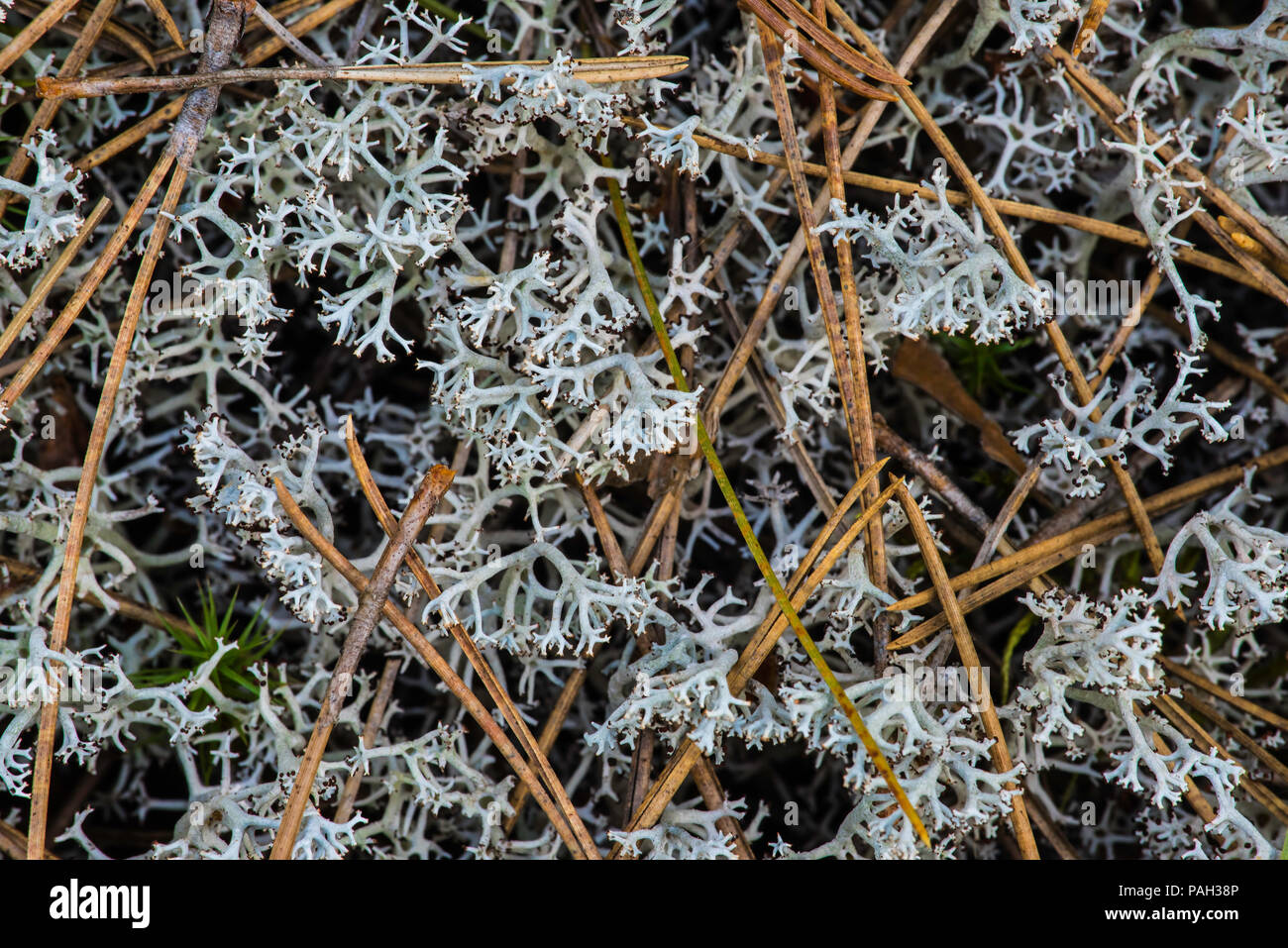 Licheni delle renne (Cladonia rangiferina) & Haircap Moss (Polytrichum), Rosso foresta di pini (Pinus resinosa), Neys Provincial Park, Ontario, Canada, da Bruce Foto Stock