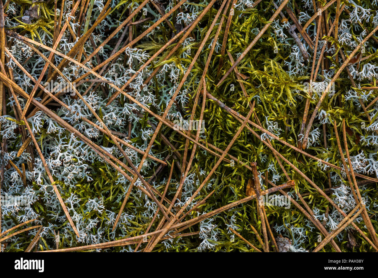Licheni delle renne (Cladonia rangiferina) & Haircap Moss (Polytrichum), Rosso foresta di pini (Pinus resinosa), Neys Provincial Park, Ontario, Canada, da Bruce Foto Stock