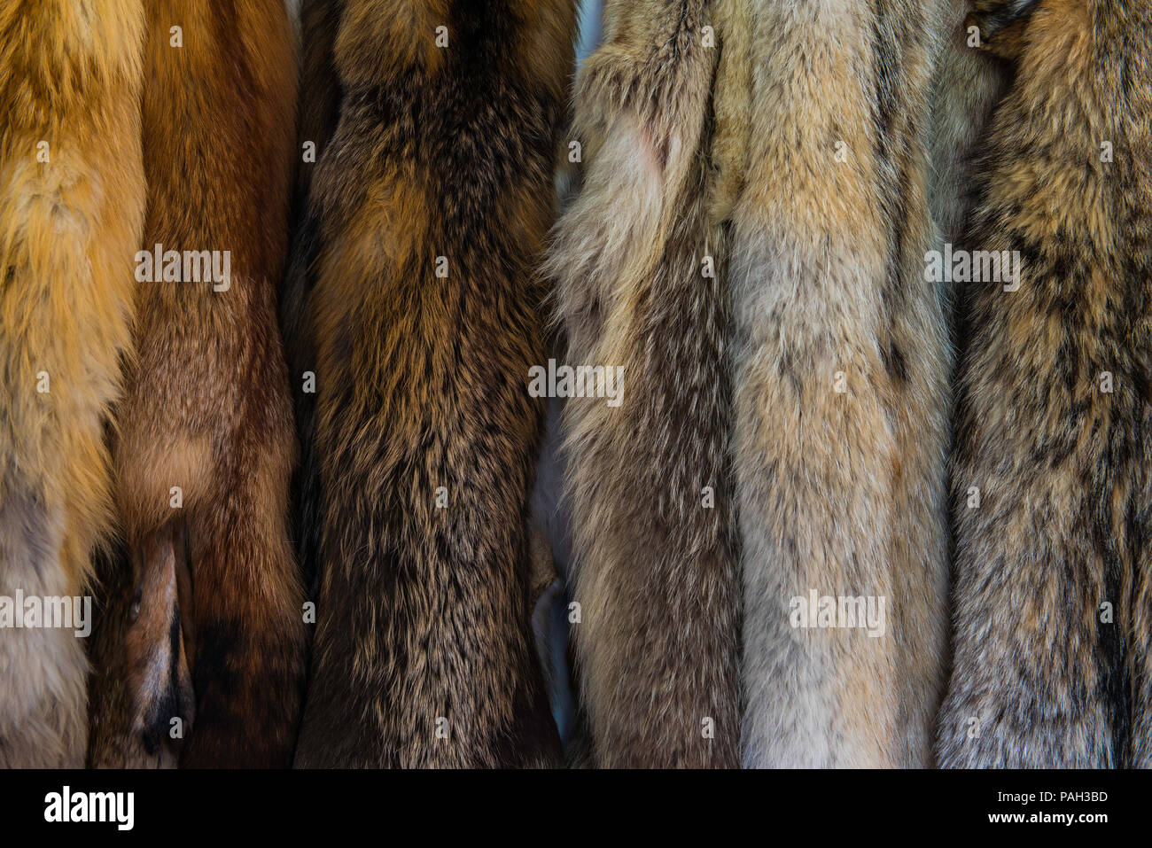 Varie pelli animali, La Grande Sala, Grand Portage NM, MN, USA, da Bruce Montagne/Dembinsky Foto Assoc Foto Stock