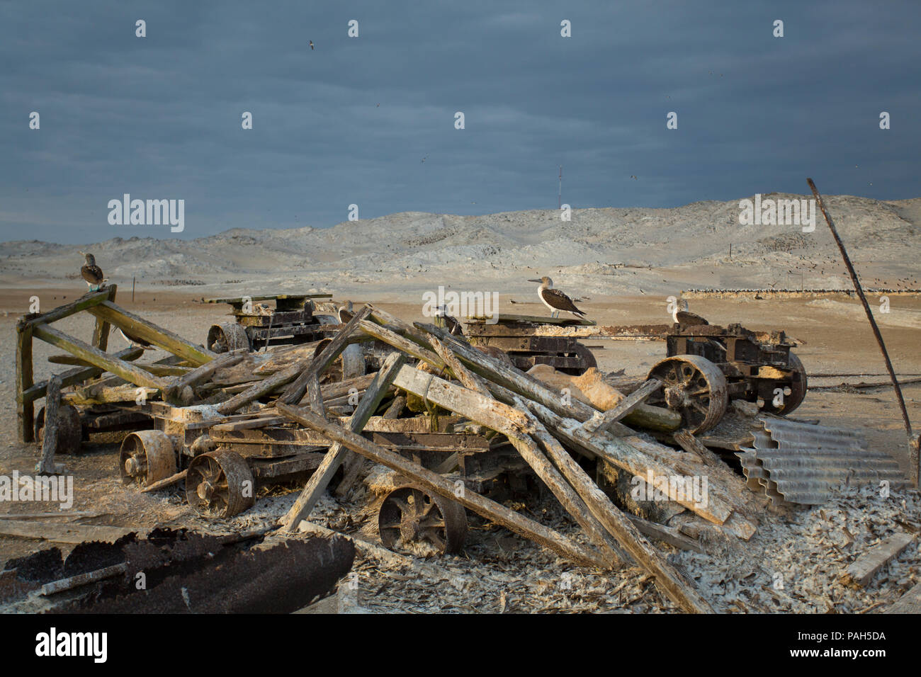 Resti sulla spiaggia, Isla Lobos de Tierra, Perù Foto Stock