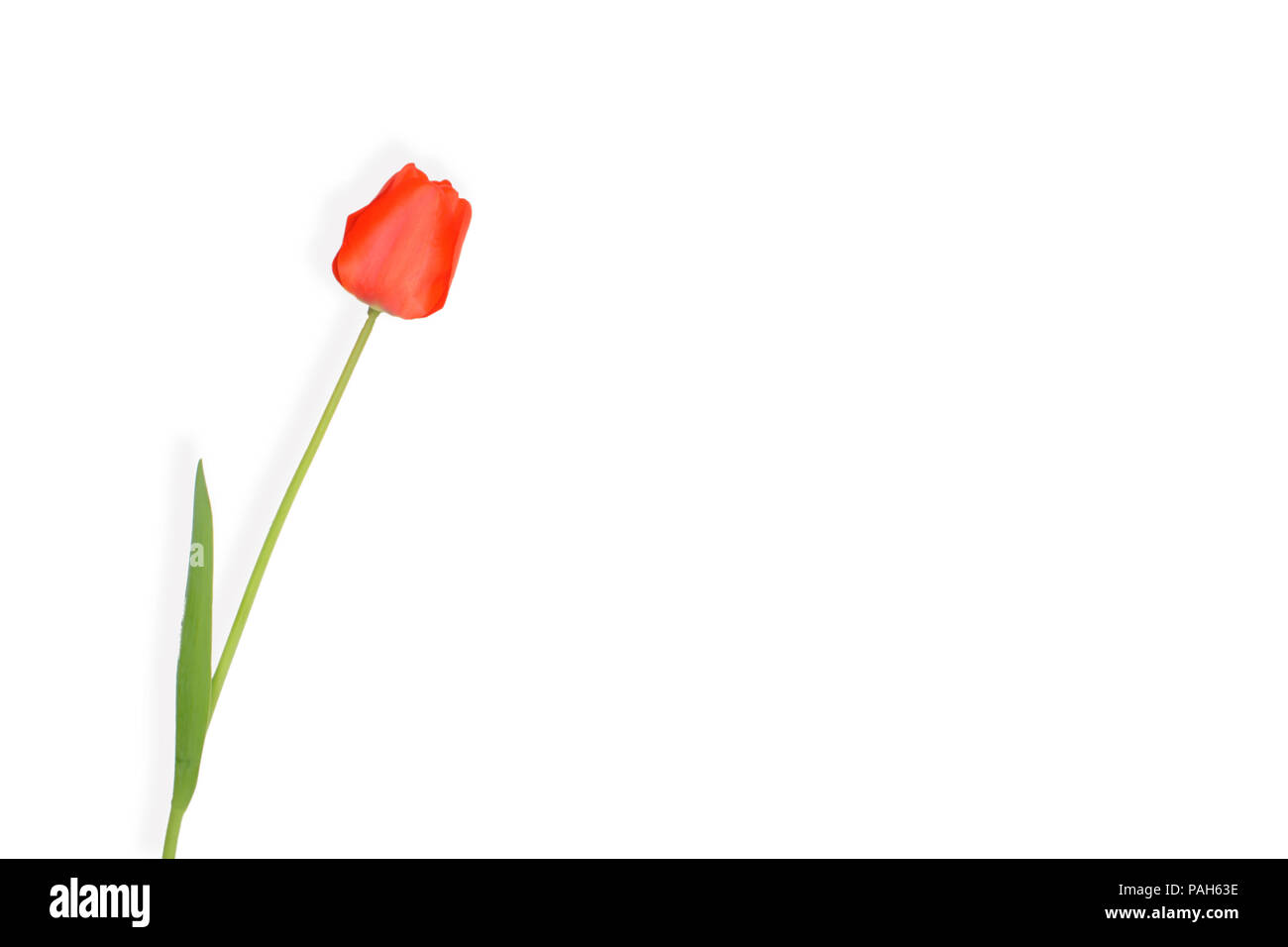 Tulipani rossi isolato su sfondo bianco Foto Stock