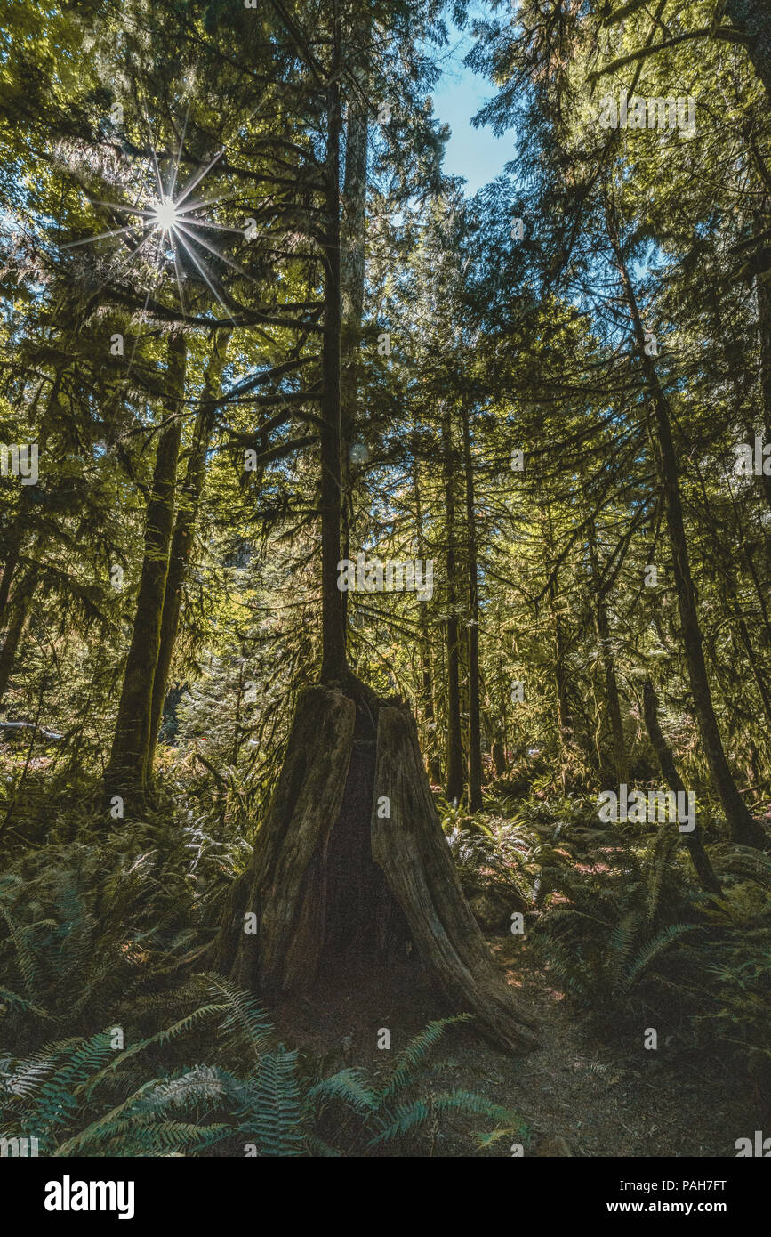 Sole che splende attraverso un alberi di sequoia forest in Victoria Isola di Vancouver, Canada. Foto Stock