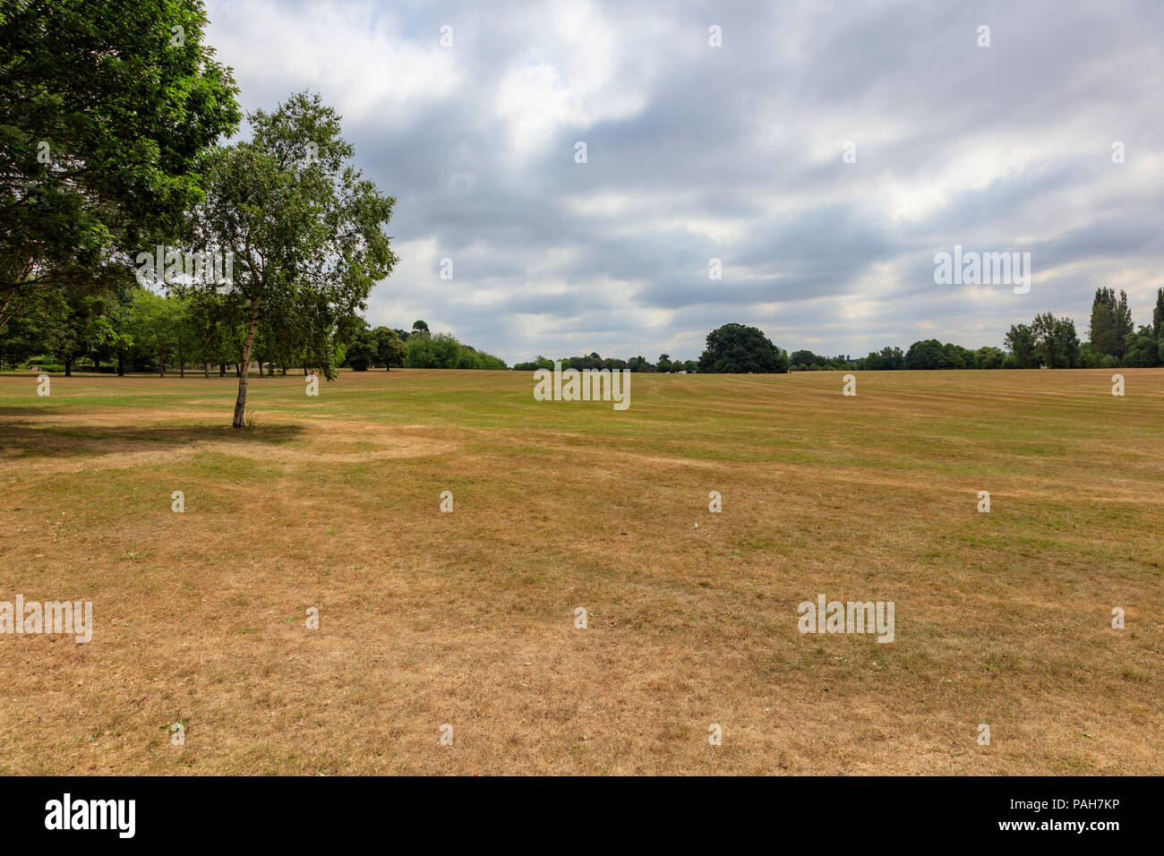 Erba arida diventa marrone durante una calda estate in Danson Park, Bexleyheath, London, Regno Unito Foto Stock