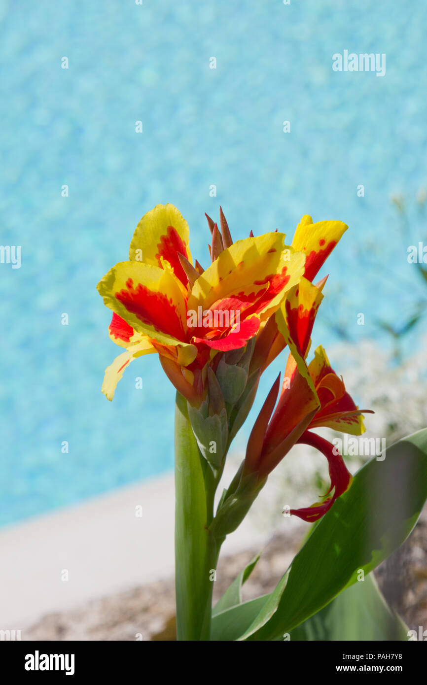 Rosso e Giallo Iris sulla isola di Paxos, Grecia Foto Stock