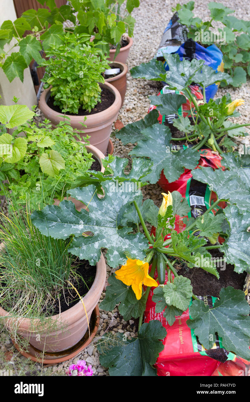 Fiori e vegetali che crescono in vaso in un piccolo giardino sul retro Foto Stock