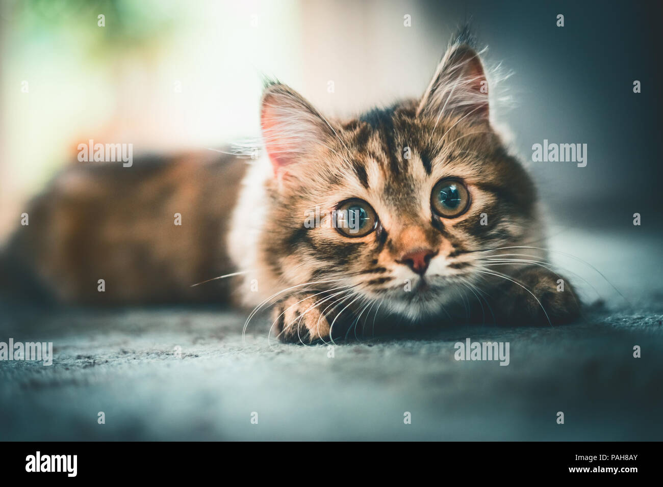 Un gatto sembra scherzosamente a fotocamera . Siberiano gattino Foto Stock