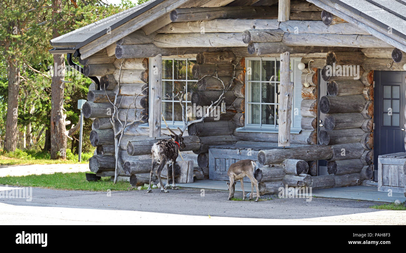 Ospiti cornuta. La renna con cub vicino al cottage di legno Foto Stock