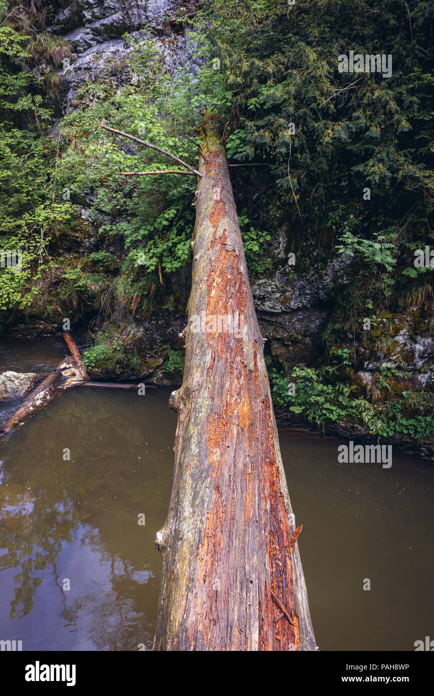 Alberi abbattuti oltre il fiume Hornad visto dal sentiero escursionistico chiamato Prielom Hornadu in Paradiso Slovacco National Park, parte nord della slovacca Monti Metalliferi Foto Stock