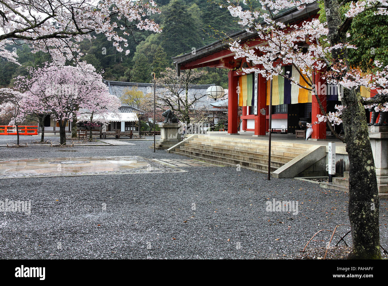 Tempio Kurama e fiore di ciliegio in Kyoto, Giappone. Luogo buddista del culto. Foto Stock