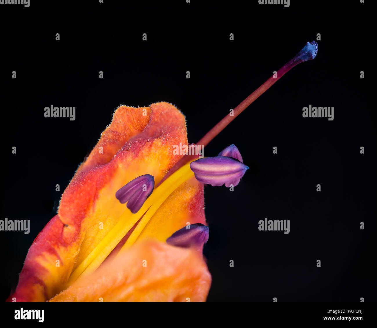 Rosso e giallo fiore dettaglio in primo piano e impilate di messa a fuoco Foto Stock