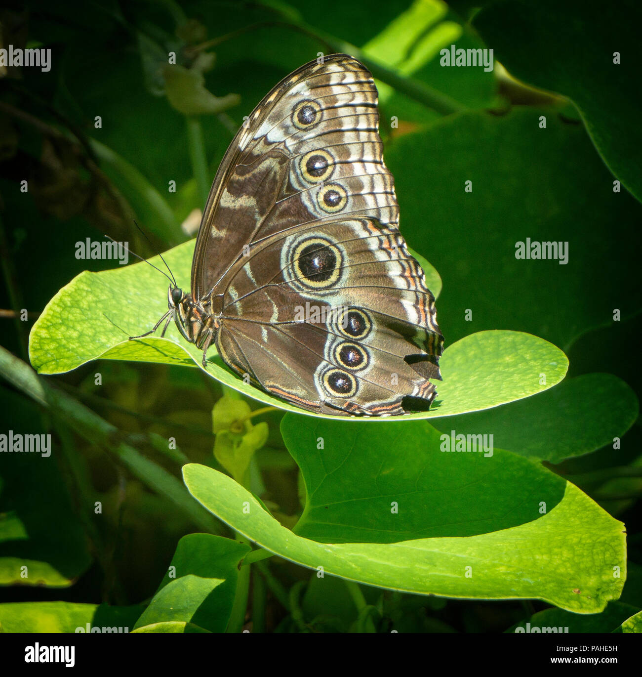 Brush-footed butterfly Calgary Alberta Canada Foto Stock