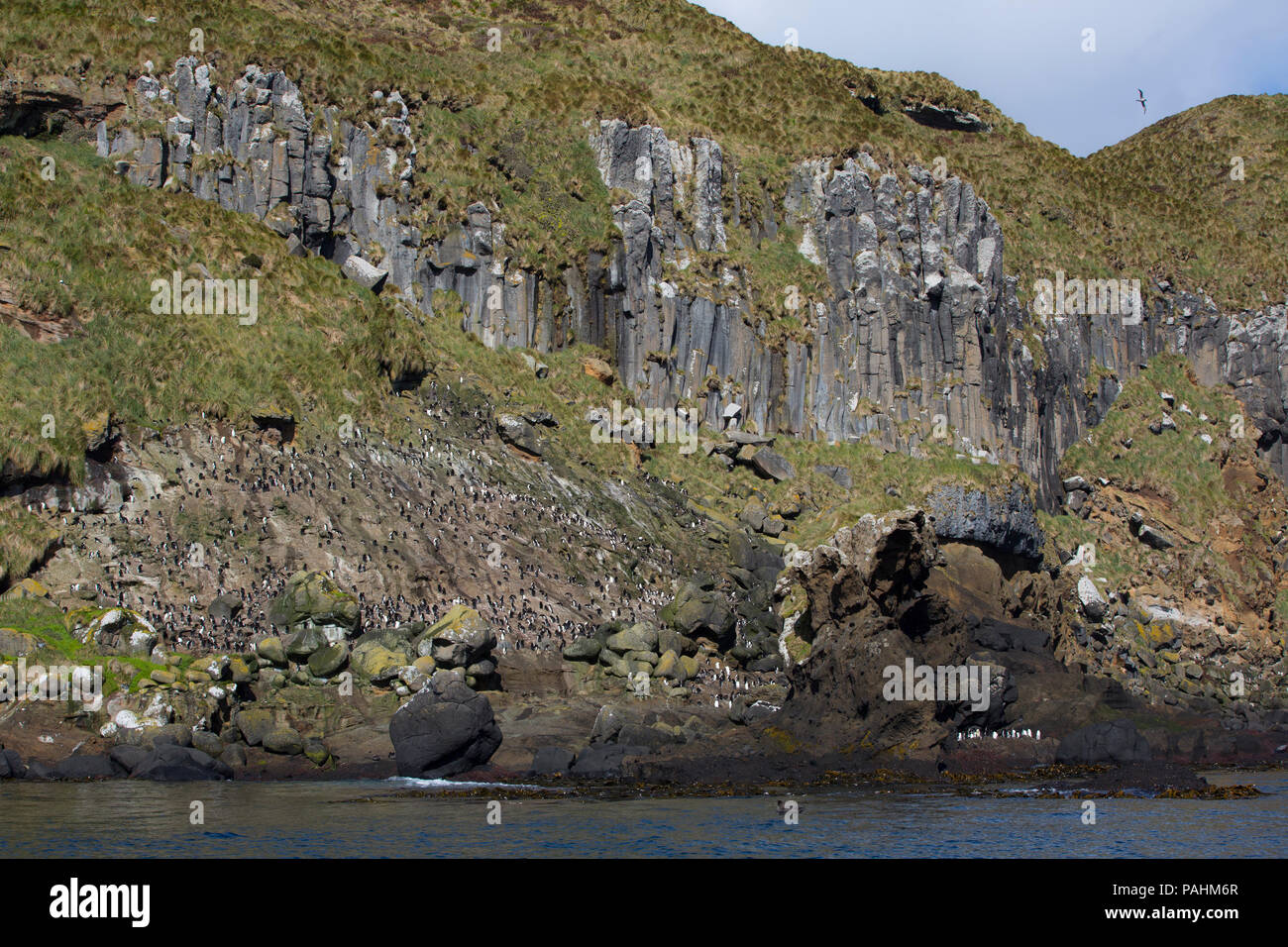 Agli antipodi isole del litorale, Nuova Zelanda Foto Stock