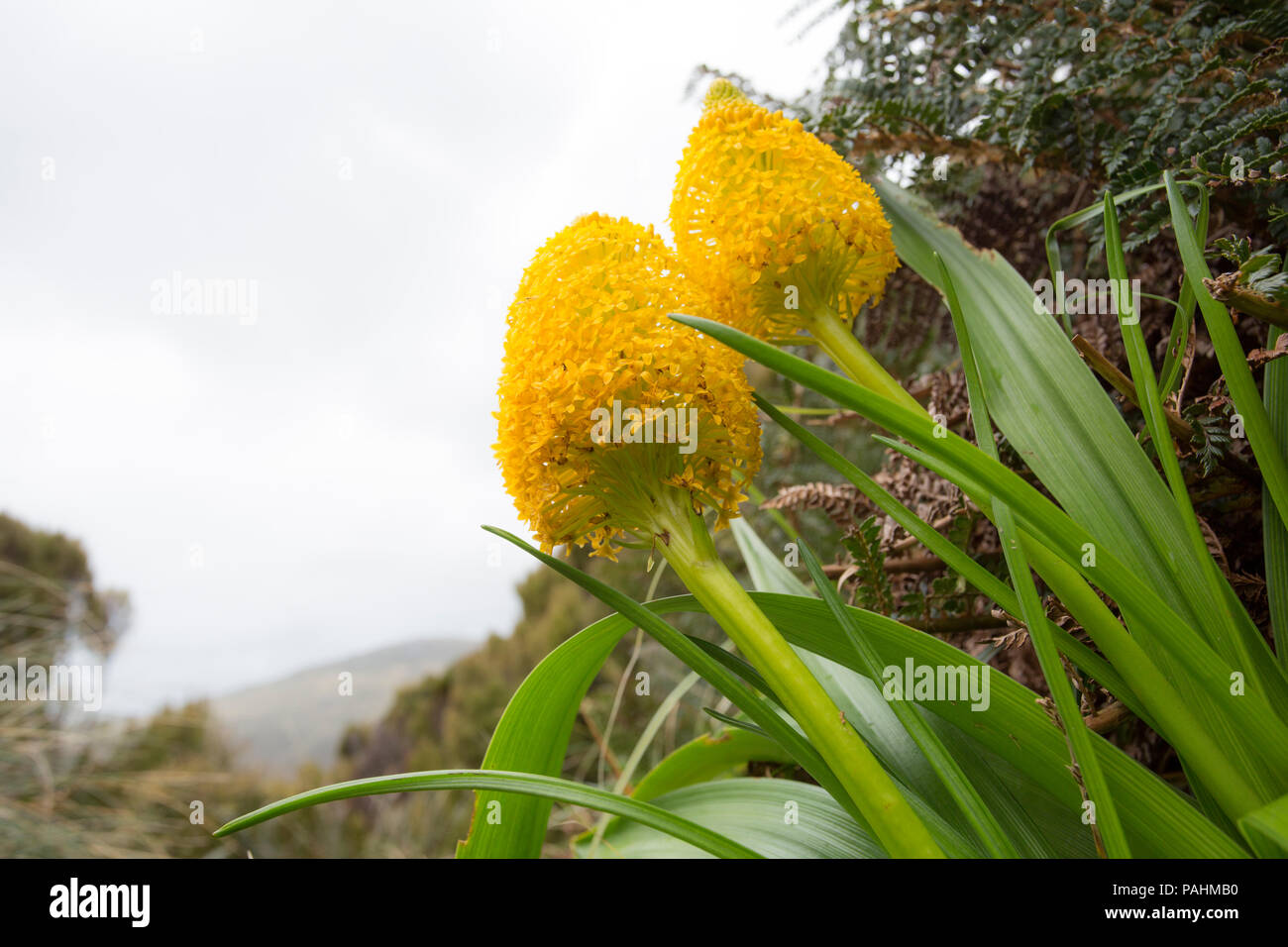 Megaherb Bulbinella rossii, Campbell Island, Nuova Zelanda Foto Stock