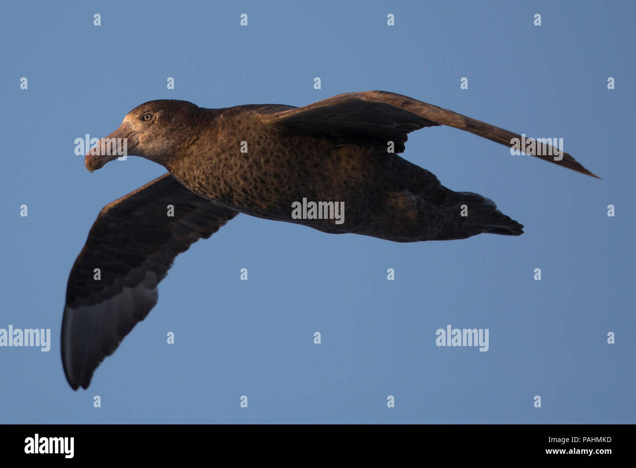 Il gigante del nord Petrel (Macronectes halli), Nuova Zelanda Foto Stock