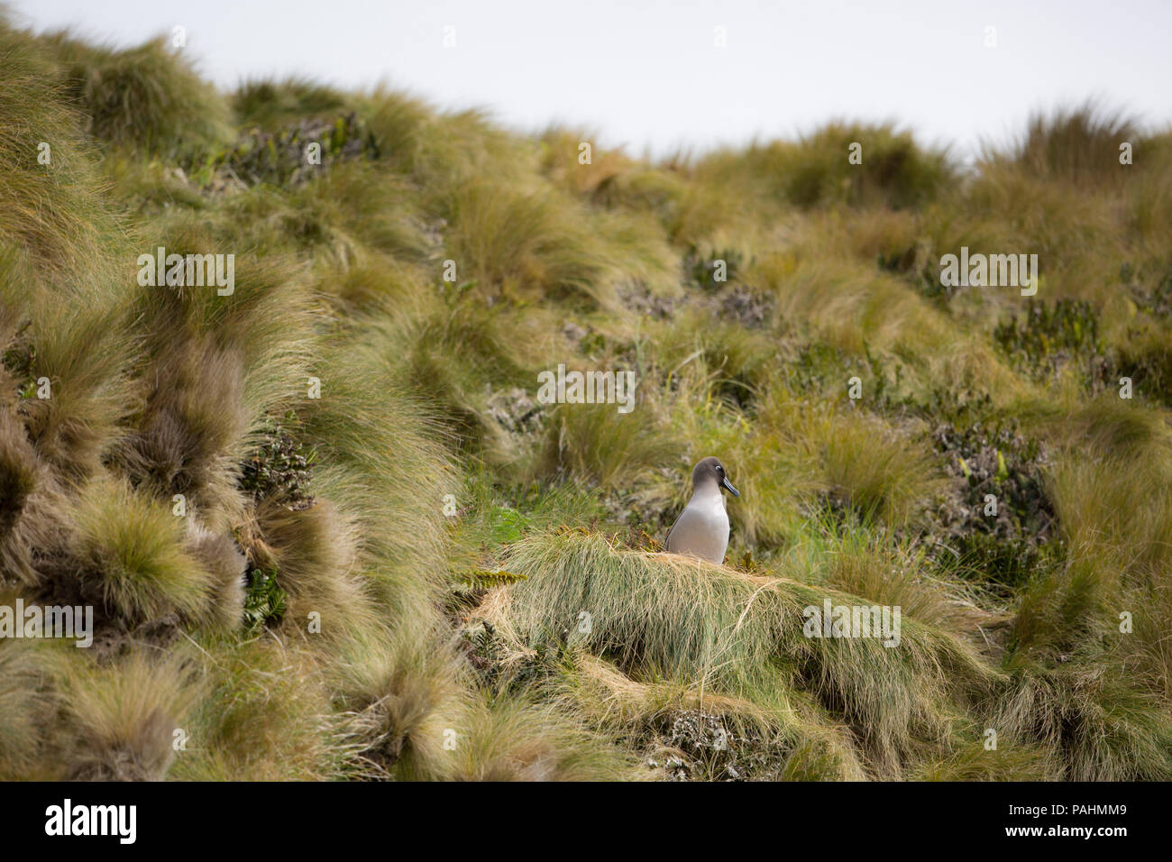Luce-mantled albatross (Phoebetria palpebrata), Antipodi Isola, Nuova Zelanda Foto Stock