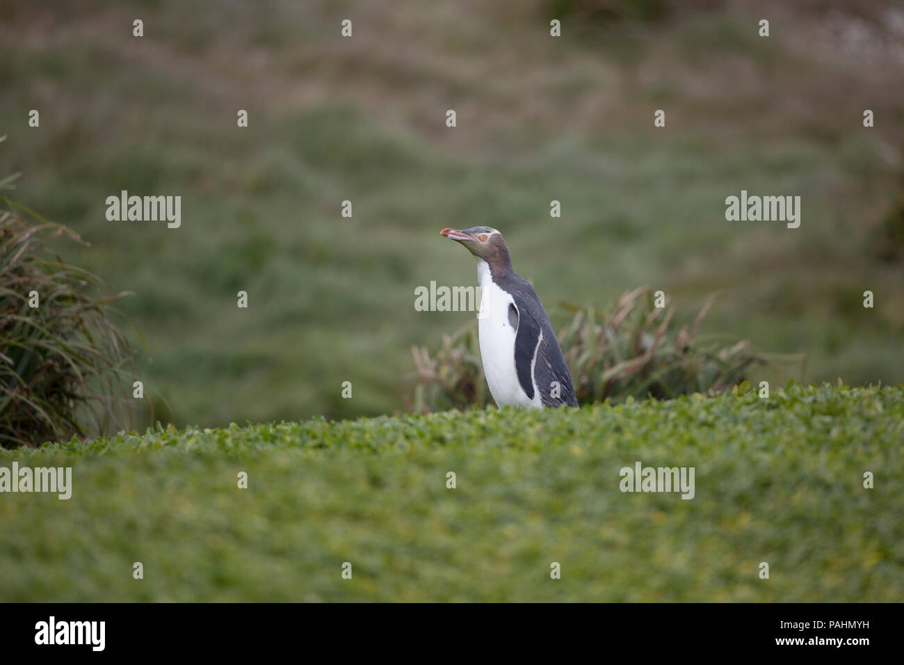 Giallo-eyed Penguin, Enderby Island, Nuova Zelanda Foto Stock