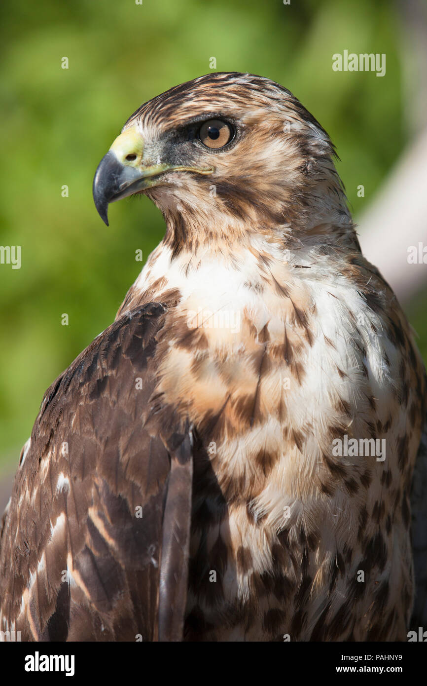 Hawk, Isole Galapagos Foto Stock