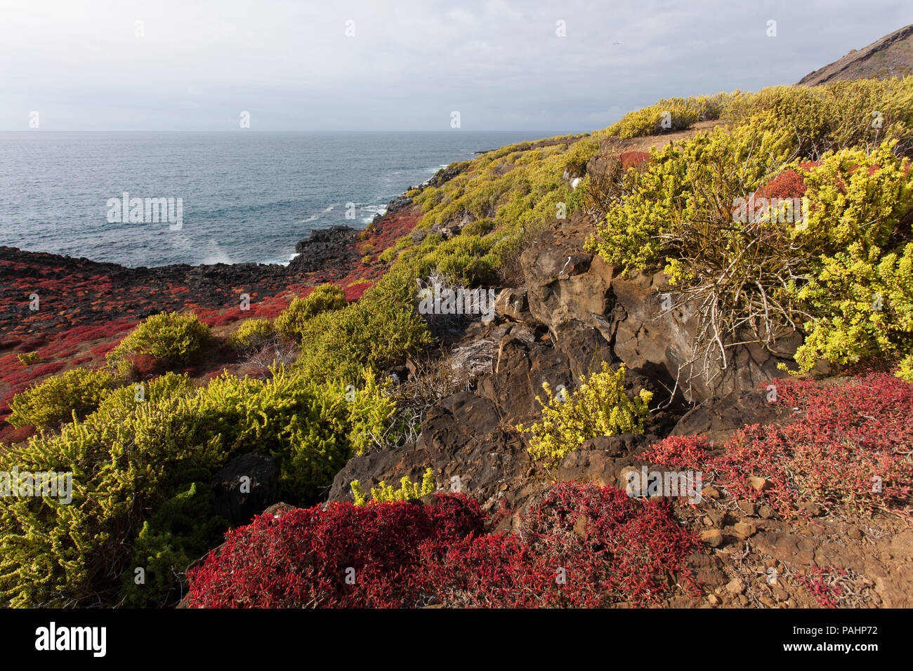 Flora colorata su San Cristobal Island, Isole Galapagos Foto Stock