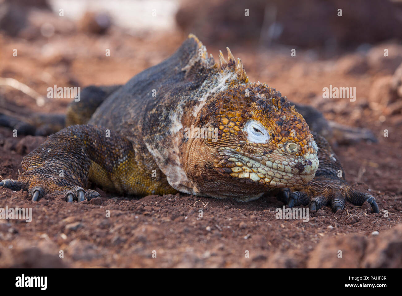 Terra Galapagos iguana (Conolophus subcristatus), Isole Galapagos Foto Stock