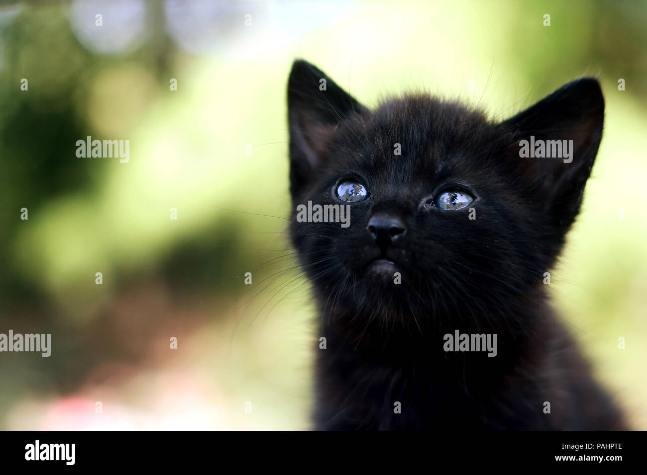 Little Black cat. Messa a fuoco selettiva. Foto Stock