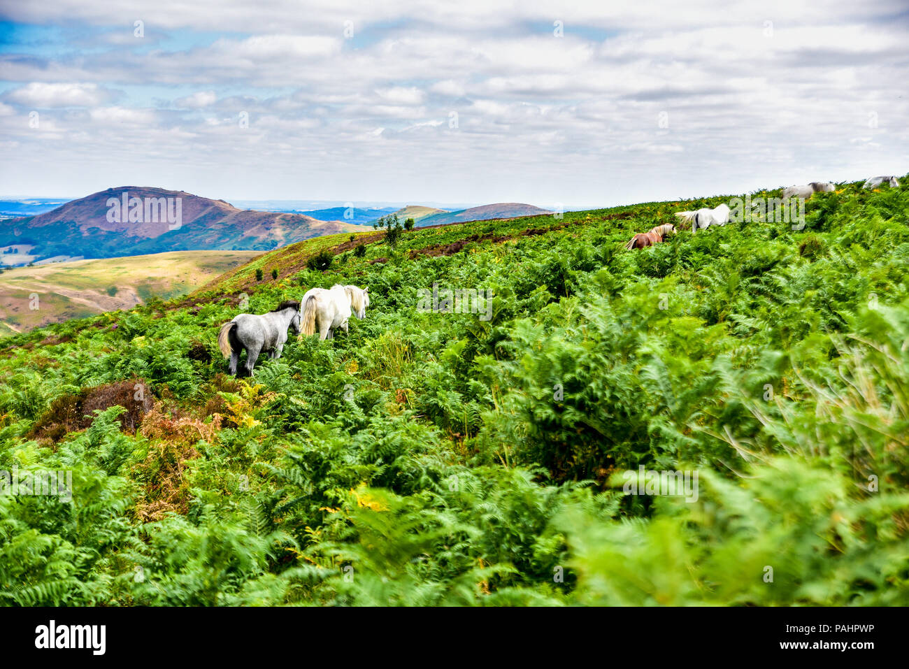 Una vista da Long Mynd in Shropshire hills Foto Stock