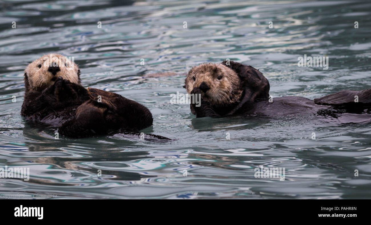 Un paio di wild le lontre marine appendere fuori Foto Stock