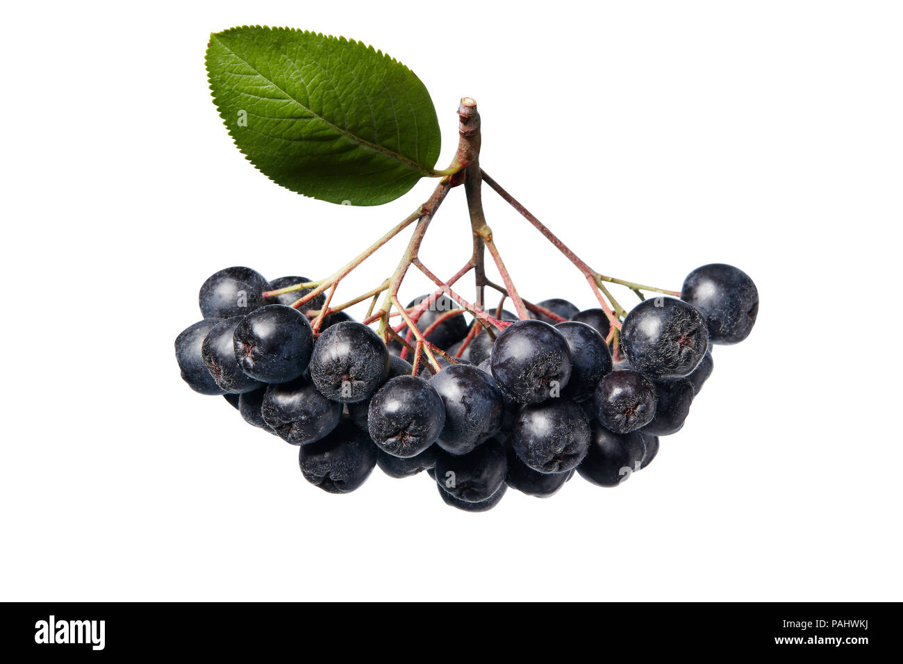 Fresche bacche di Aronia con foglie. Aronia melanocarpa (nero chokeberry) su sfondo bianco. Foto Stock