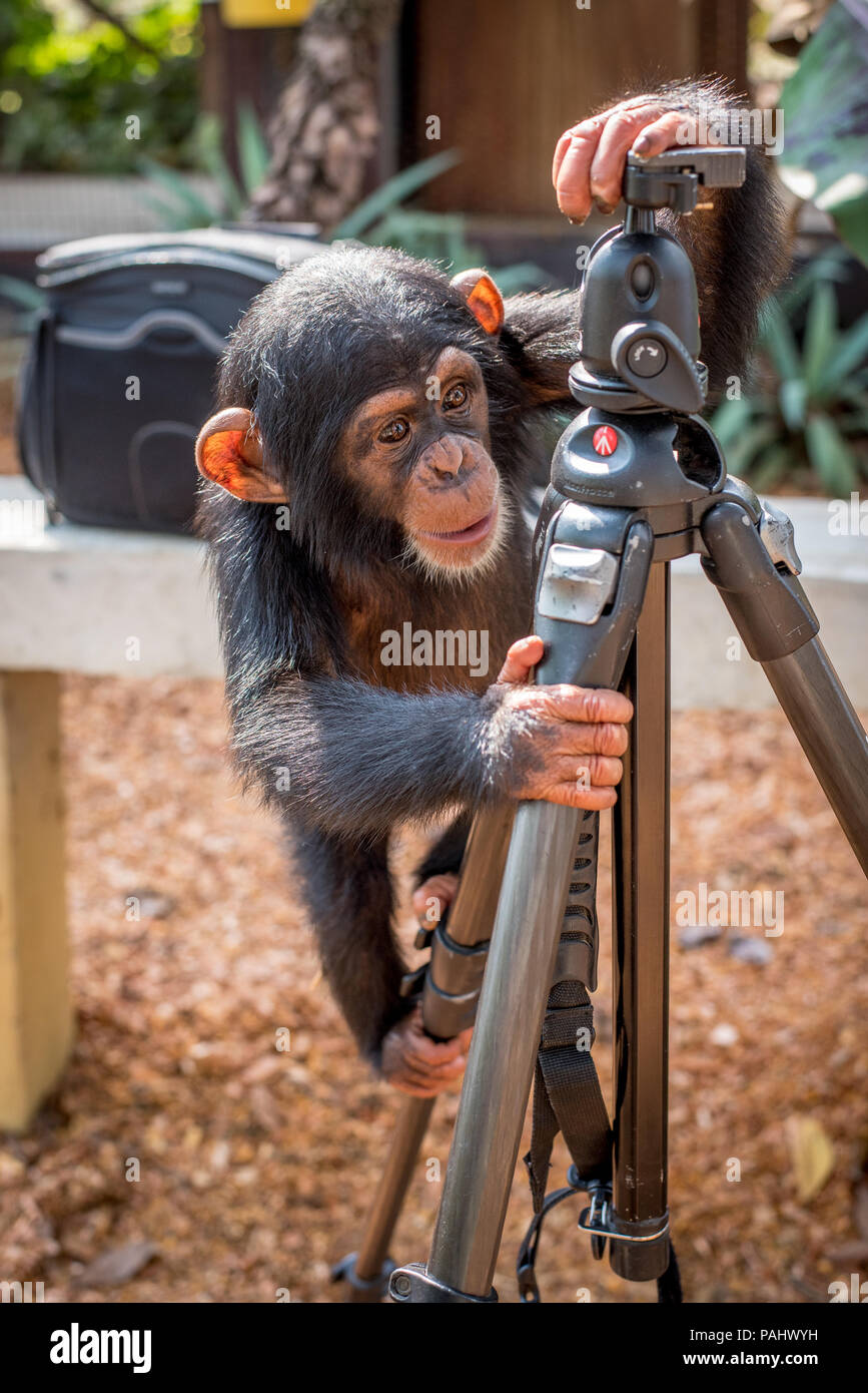 Uno scimpanzé (Pan troglodytes) curiosamente si arrampica su un treppiede fotografi .Ganta Liberia Foto Stock